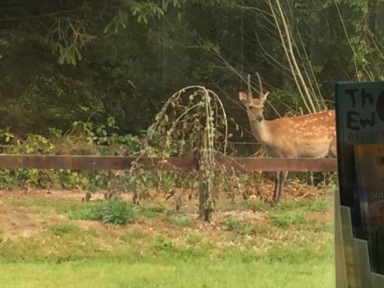 2 Mile Lodge Kenmare Bagian luar foto